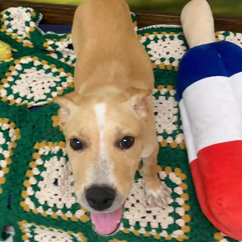 A baby medium-sized female Golden Australian Shepherd dog named Lita for adoption in Cumberland, RI