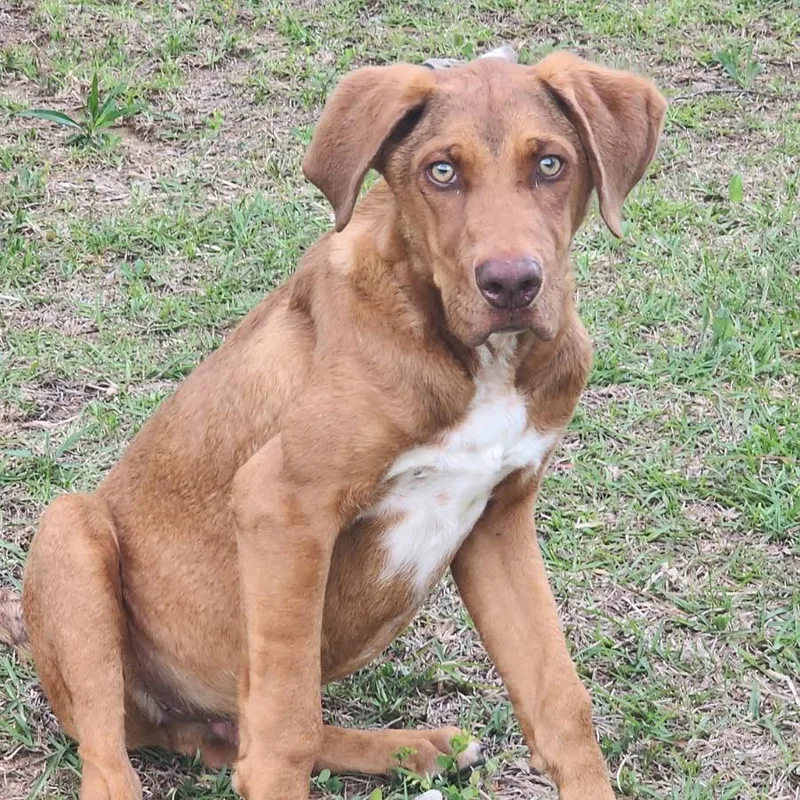 A baby medium-sized male Brown / Chocolate Mixed Breed dog named Rusty for adoption in Tupelo, MS