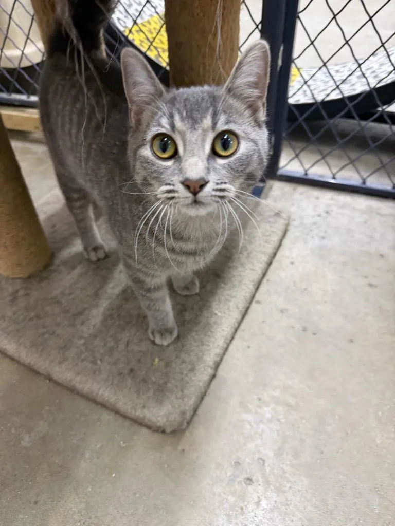 A baby large-sized female Domestic Short Hair cat named Lilly for adoption in Lagrange, IN
