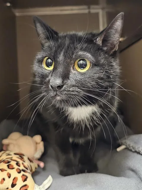 An adult medium-sized female Black & White / Tuxedo Domestic Short Hair cat named Annabell for adoption in Clyde, NC