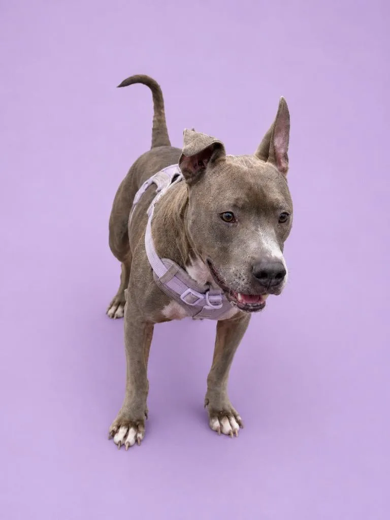 An adult medium-sized female Pit Bull Terrier dog named Prada for adoption in Wauchula, FL