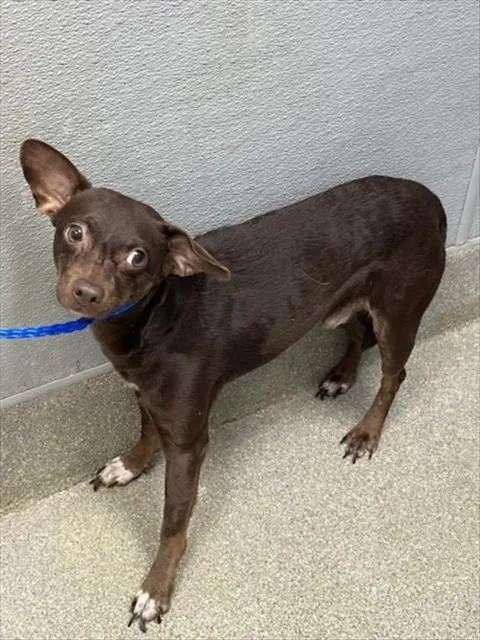 An adult small-sized male Chihuahua dog named Dexter for adoption in Las Vegas, NV