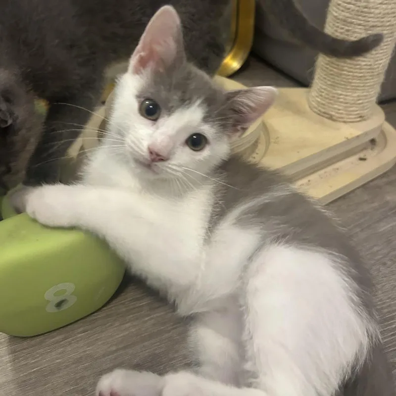 A baby small-sized male White Domestic Short Hair cat named Juno for adoption in Jupiter, FL