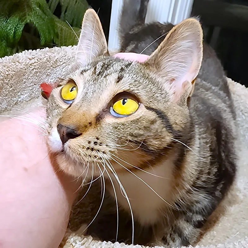 Marvelous Maple Bouncy