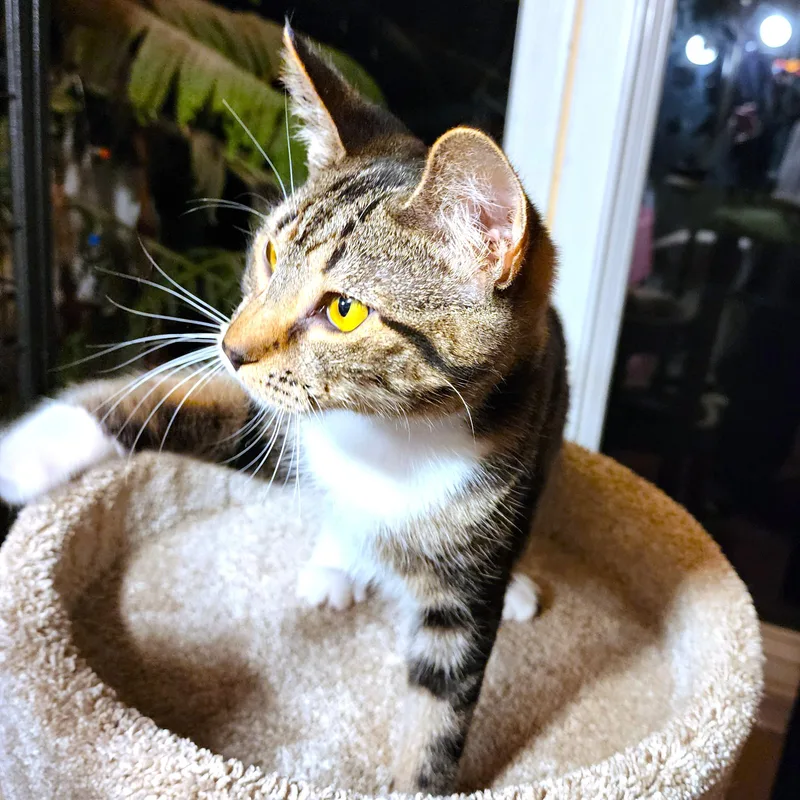 Marvelous Maple  Bouncy thumbnail 2