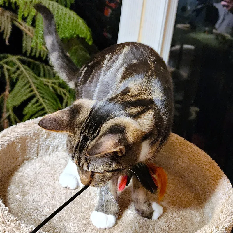 Marvelous Maple  Bouncy thumbnail 4