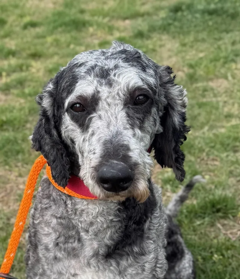 An adult medium-sized male Merle (Blue) Goldendoodle dog named Hector for adoption in Manassas, VA