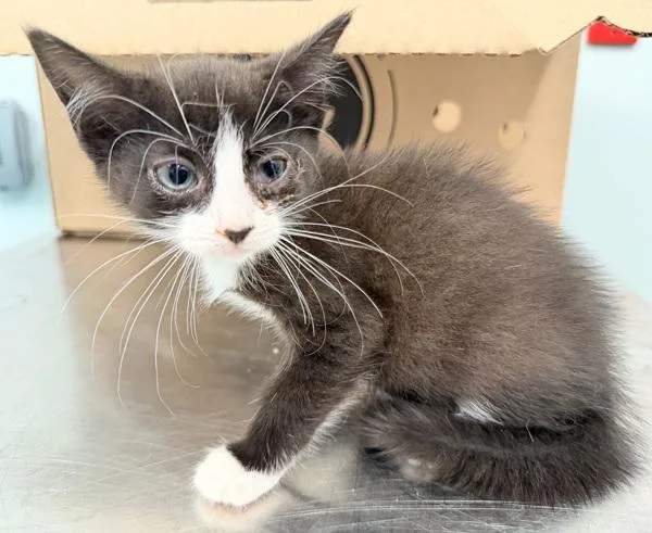 A baby small-sized female Domestic Short Hair cat named Willow for adoption in New York, NY