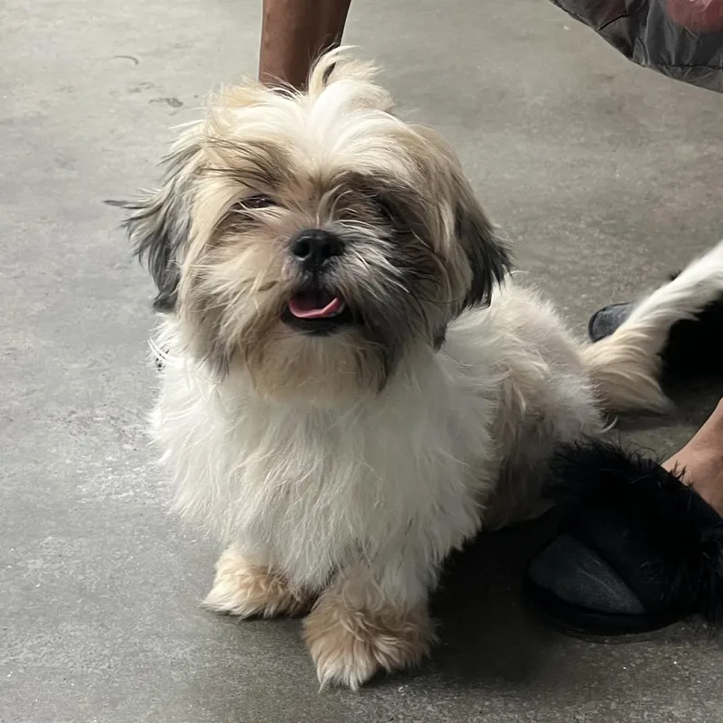 An adult small-sized male White / Cream Shih Tzu dog named Wilson for adoption in Tampa, FL