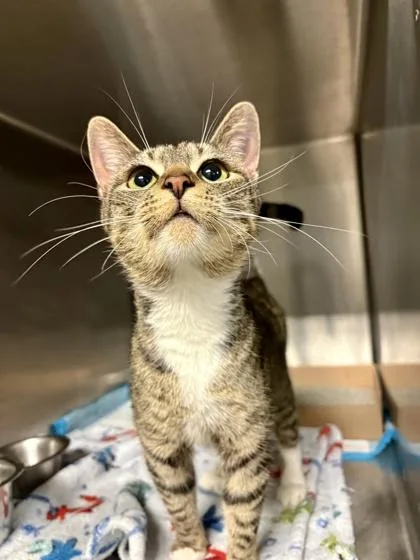 A young medium-sized female Brown / Chocolate Domestic Short Hair cat named Dolly for adoption in Lafayette, IN
