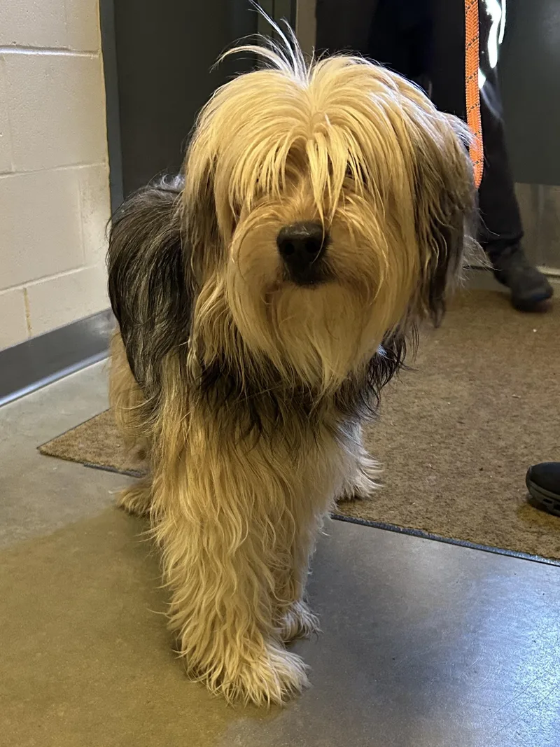 An adult large-sized male Yellow / Tan / Blond / Fawn Mixed Breed dog named Rocky Road for adoption in Mason City, IA