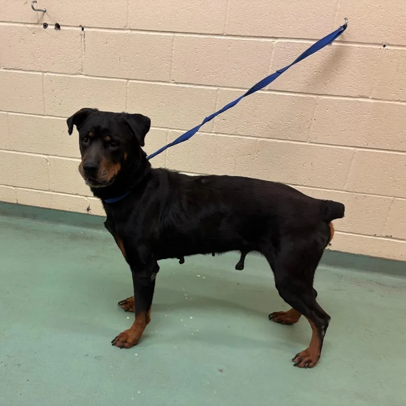 An adult large-sized female Black Mixed Breed dog named Tully for adoption in Memphis, TN