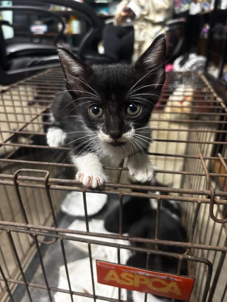 A baby medium-sized male American Shorthair cat named Caracara for adoption in Rockport, TX