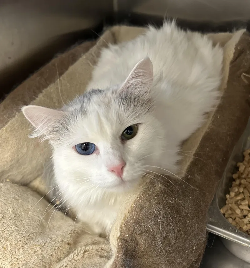 Snowflake thumbnail 2