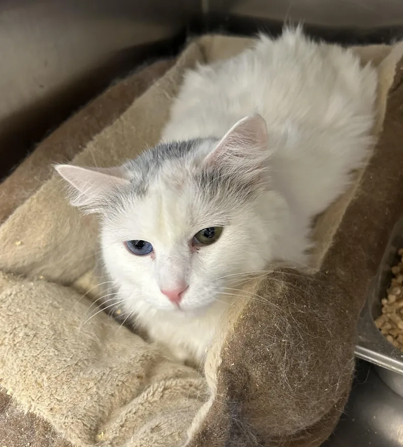 Snowflake thumbnail 4