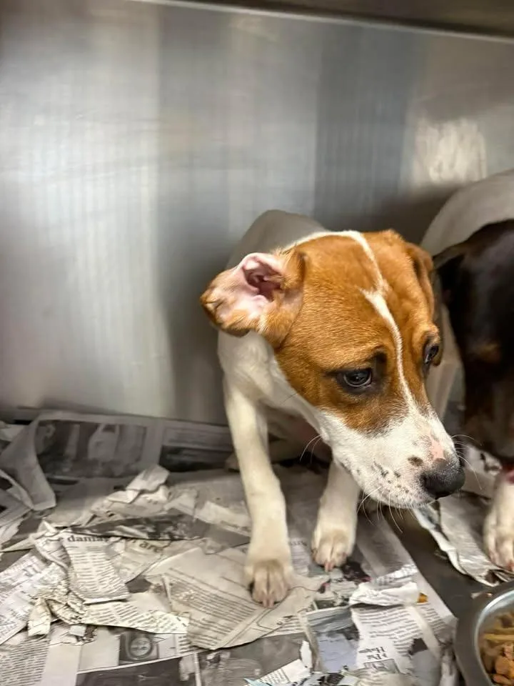 A baby medium-sized female Hound dog named Loretta for adoption in Lavonia, GA