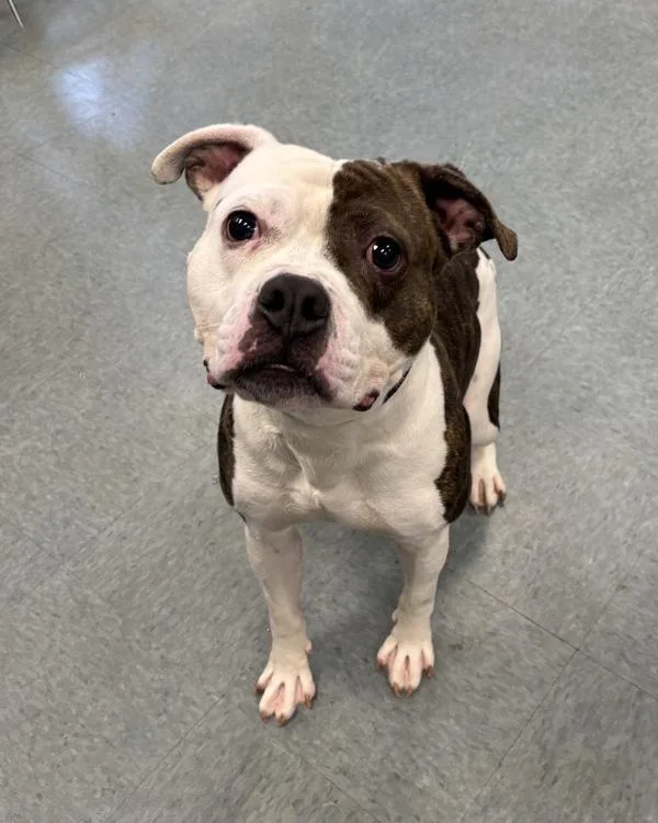 An adult medium-sized male Pit Bull Terrier dog named Major for adoption in Richmond, VA