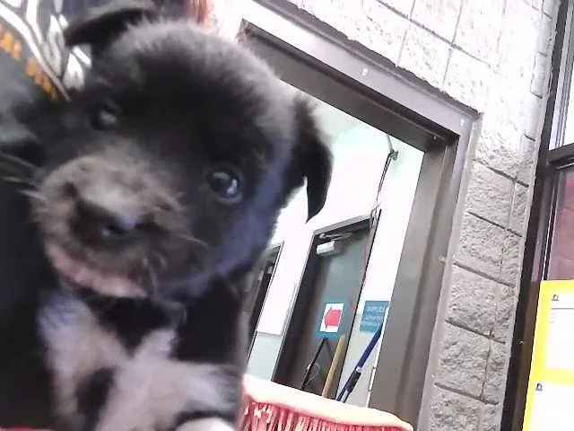 A baby small-sized female Labrador Retriever dog named Ruby for adoption in Tulsa, OK