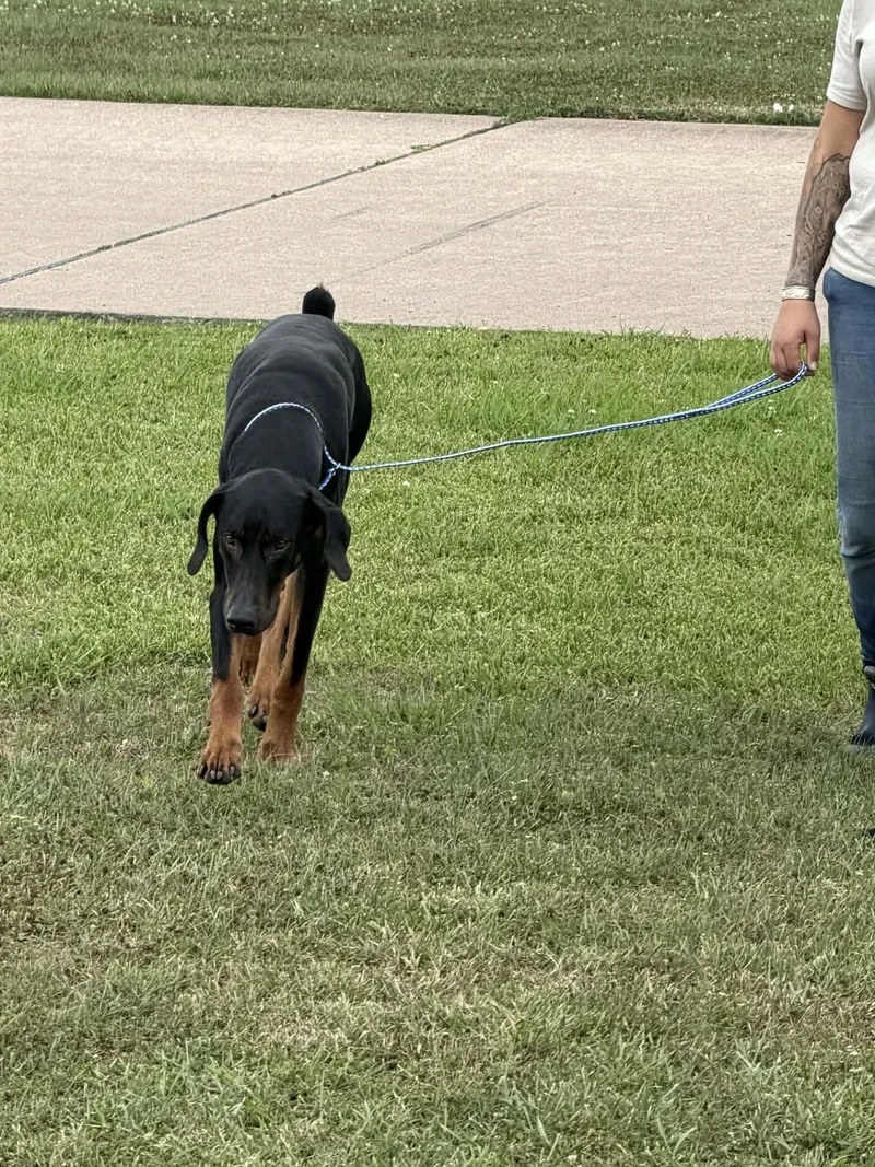 An adult large-sized male Bicolor Doberman Pinscher dog named Ezekiel 'zeke' for adoption in Pearland, TX