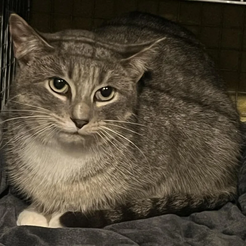 An adult medium-sized female Gray / Blue / Silver Domestic Short Hair cat named Lavendar for adoption in Brookfield, WI