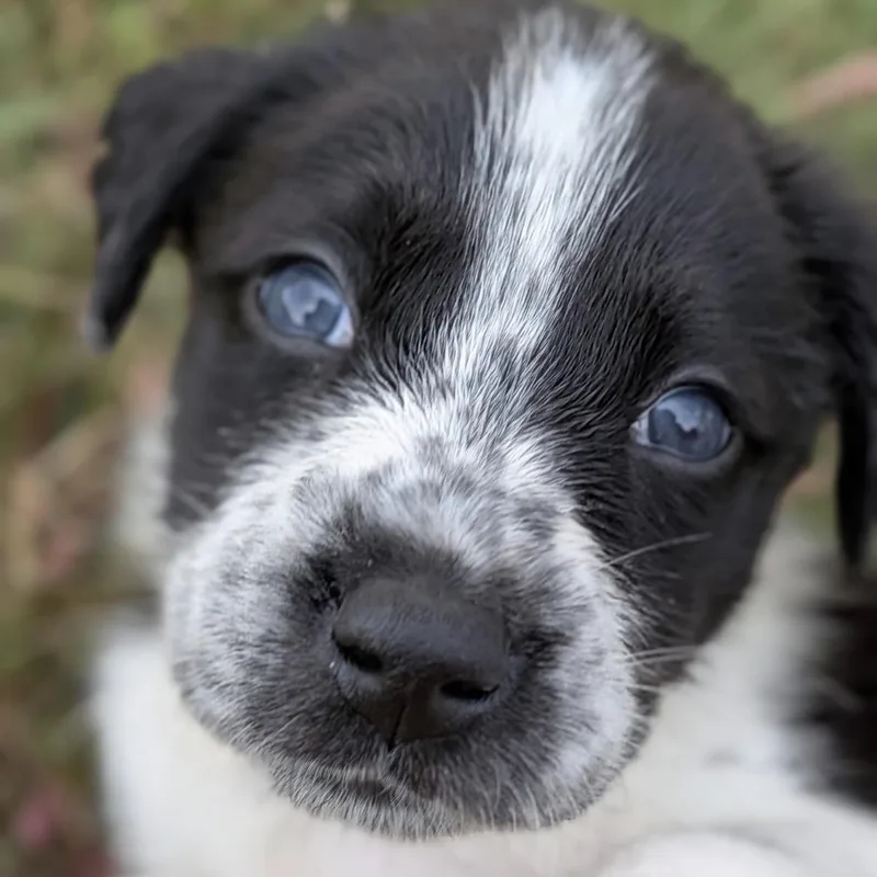 A baby medium-sized male Black Pointer dog named Fergus  Fairy Garden for adoption in Spring Hill, TN