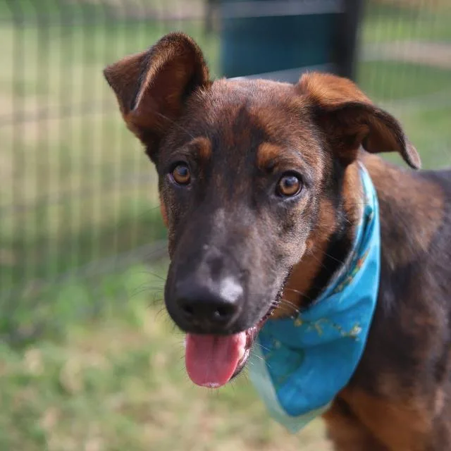 A young medium-sized male German Shepherd Dog dog named Stone for adoption in San Antonio, TX