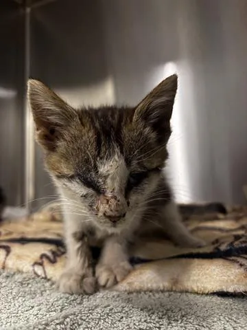 A baby small-sized male Domestic Short Hair cat named Pete for adoption in San Martin, CA