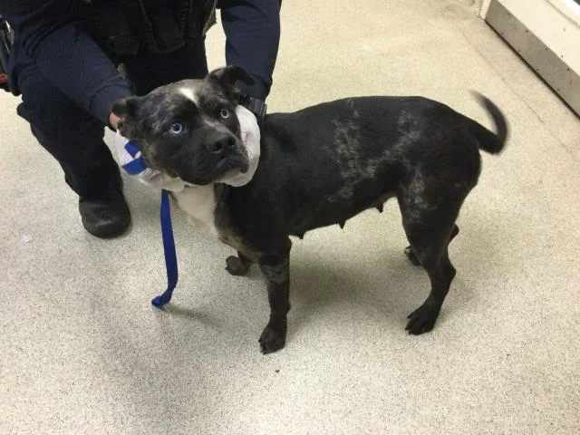 An adult medium-sized female Pit Bull Terrier dog named Arctic for adoption in Riverside, CA