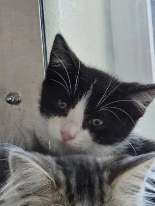 A baby small-sized male Domestic Short Hair cat named Spicy Tuna for adoption in Westland, MI