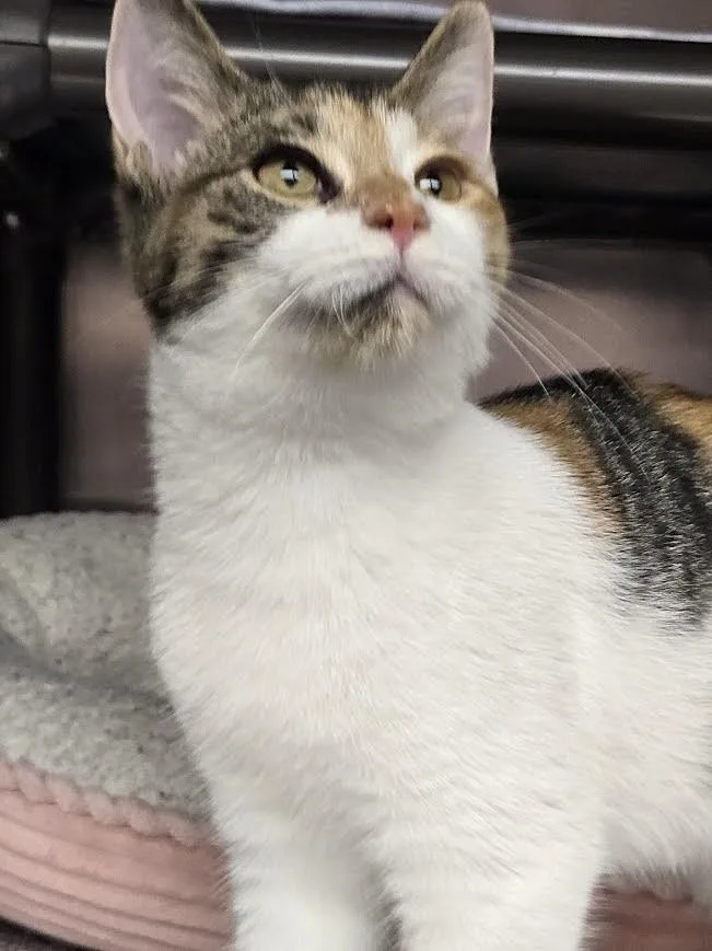 A young small-sized female Calico cat named Callie for adoption in North Myrtle Beach, SC