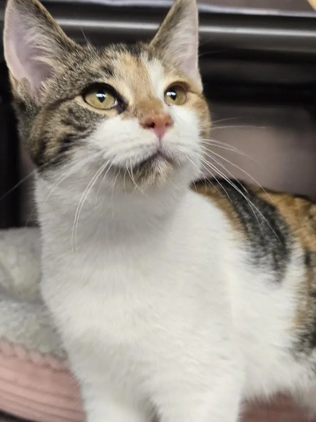 Callie thumbnail 2