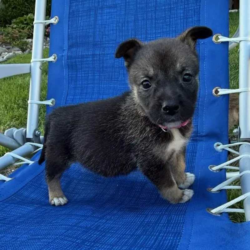 A baby small-sized female Yellow / Tan / Blond / Fawn Pit Bull Terrier dog named Cucumber for adoption in Newark, NJ