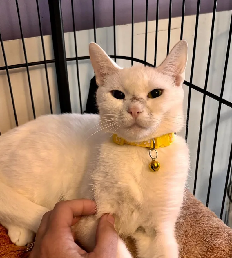 A young small-sized female American Shorthair cat named Maxon  Yellow for adoption in Hagaman, NY