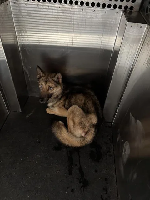 An adult medium-sized female German Shepherd Dog dog named Maid Marian for adoption in Grand Prairie, TX