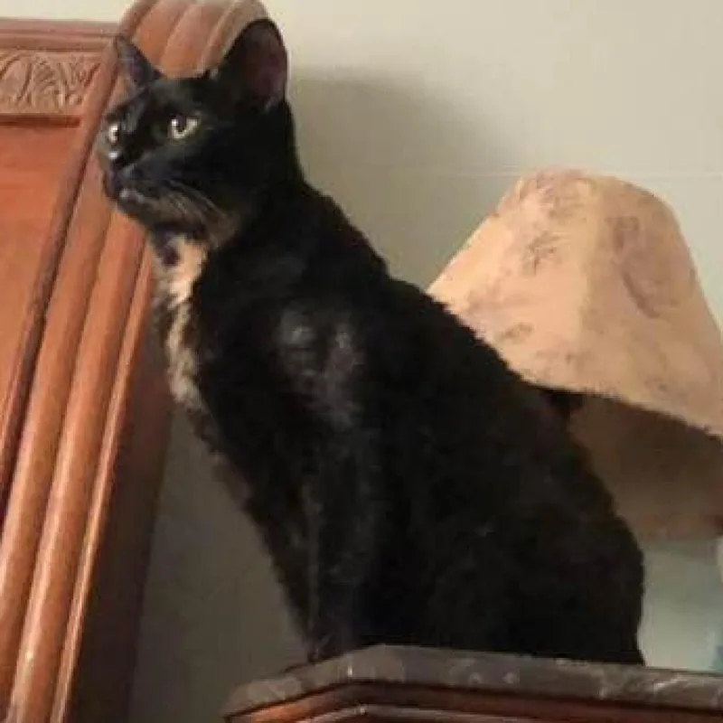A senior medium-sized female Tortoiseshell Domestic Short Hair cat named Trinity Rae for adoption in Gainesville, FL