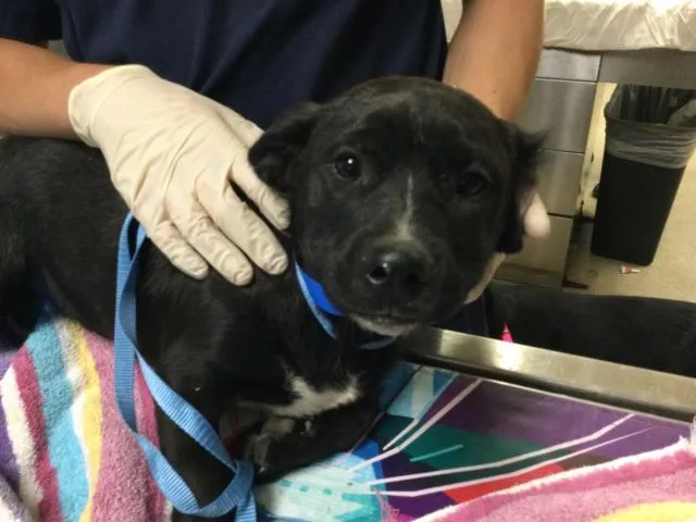 A baby small-sized male Pit Bull Terrier dog named Birdie for adoption in Riverside, CA