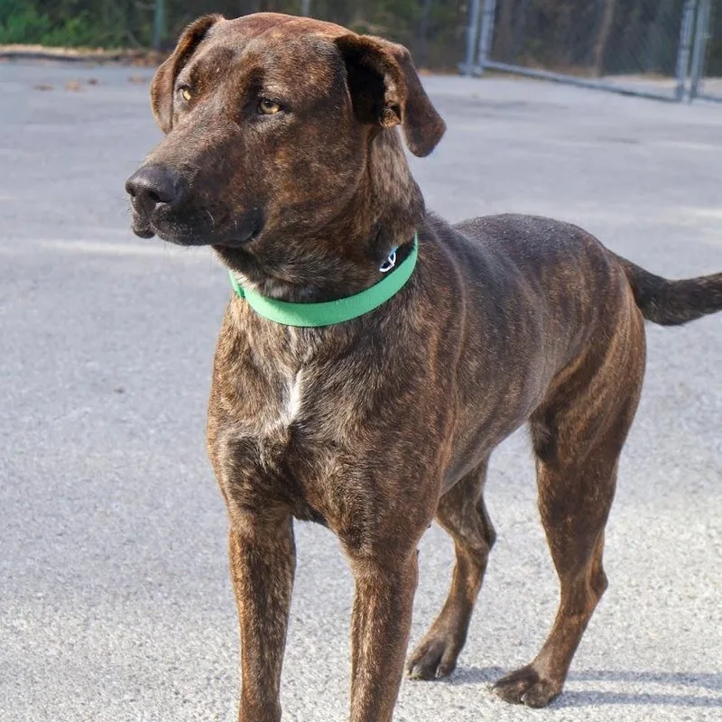 An adult large-sized female Brindle Plott Hound dog named Amber for adoption in Hollister, MO