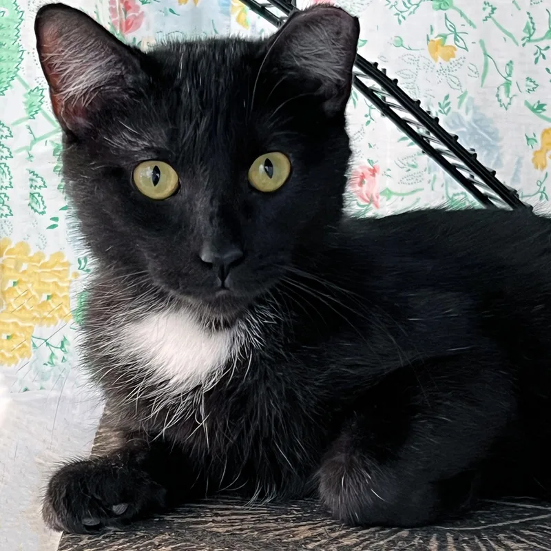 A young medium-sized female Domestic Short Hair cat named Speckles for adoption in St. Louis, MO