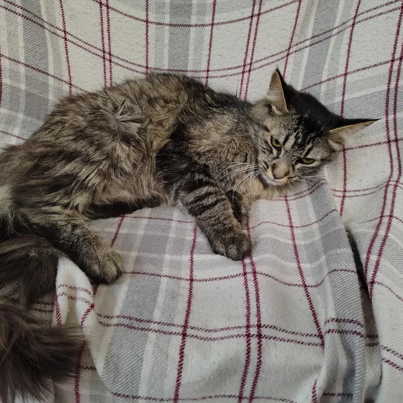 An adult medium-sized female Brown / Chocolate Domestic Medium Hair cat named Mama Cashmere for adoption in Coos Bay, OR
