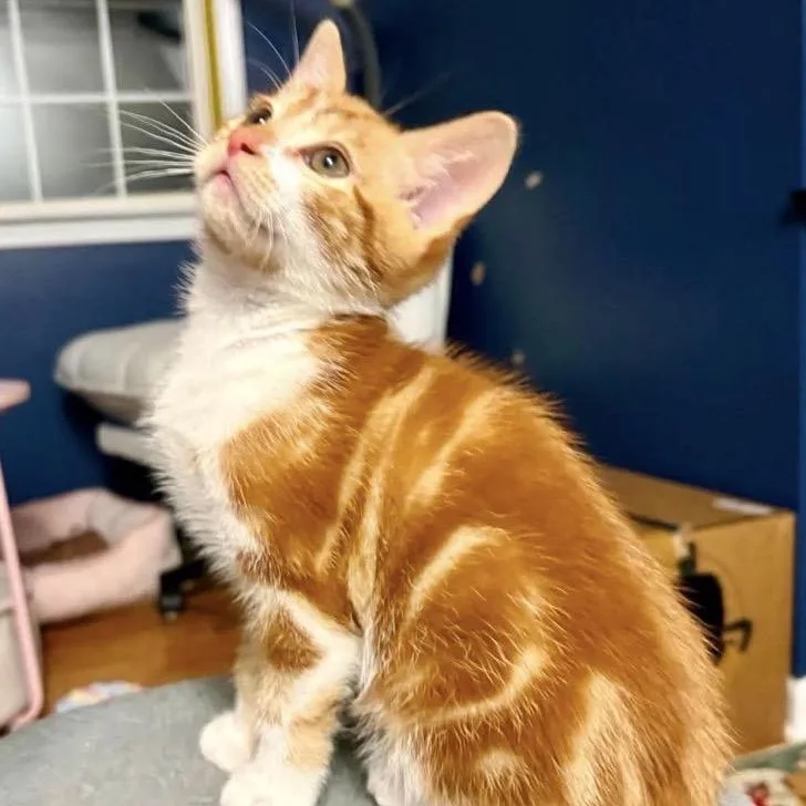 A baby small-sized female Orange / Red Domestic Short Hair cat named Rai for adoption in Newport, TN