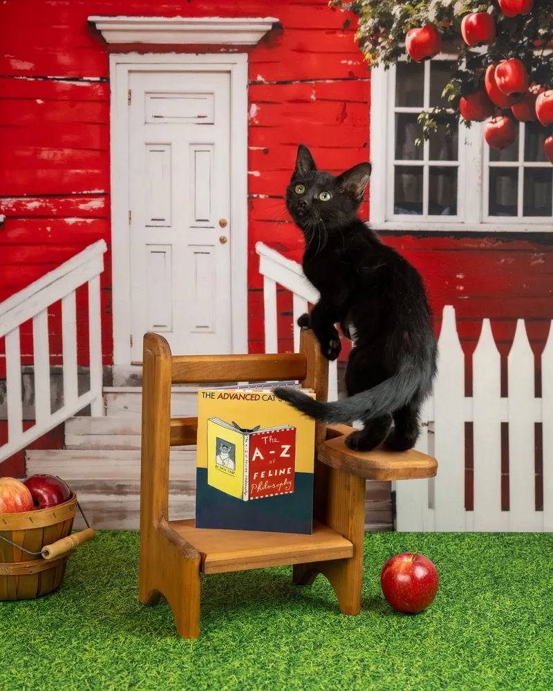A baby small-sized female Black Domestic Short Hair cat named Sheba for adoption in Lapeer, MI