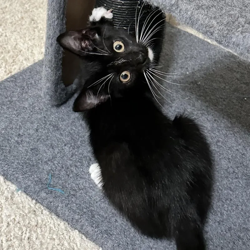 A baby small-sized female Black Domestic Short Hair cat named Hanes for adoption in Houston, TX