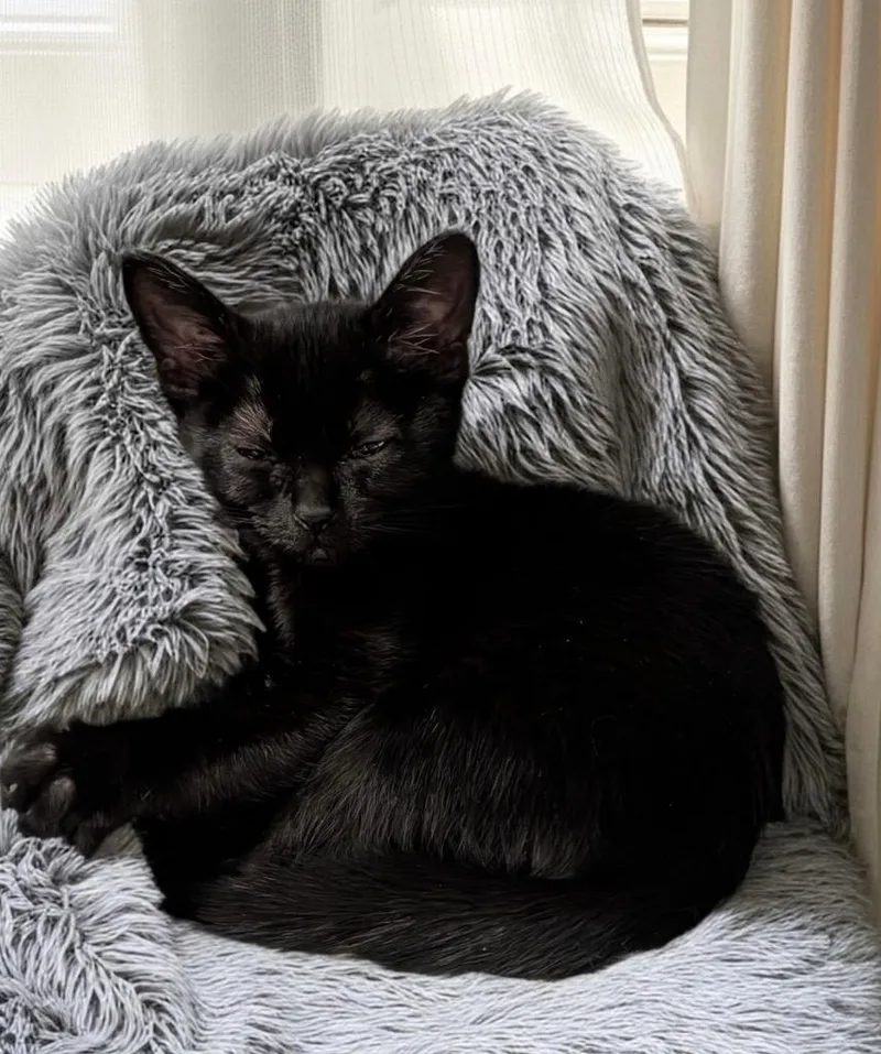 A baby small-sized female Domestic Short Hair cat named Severa for adoption in Fort Myers, FL