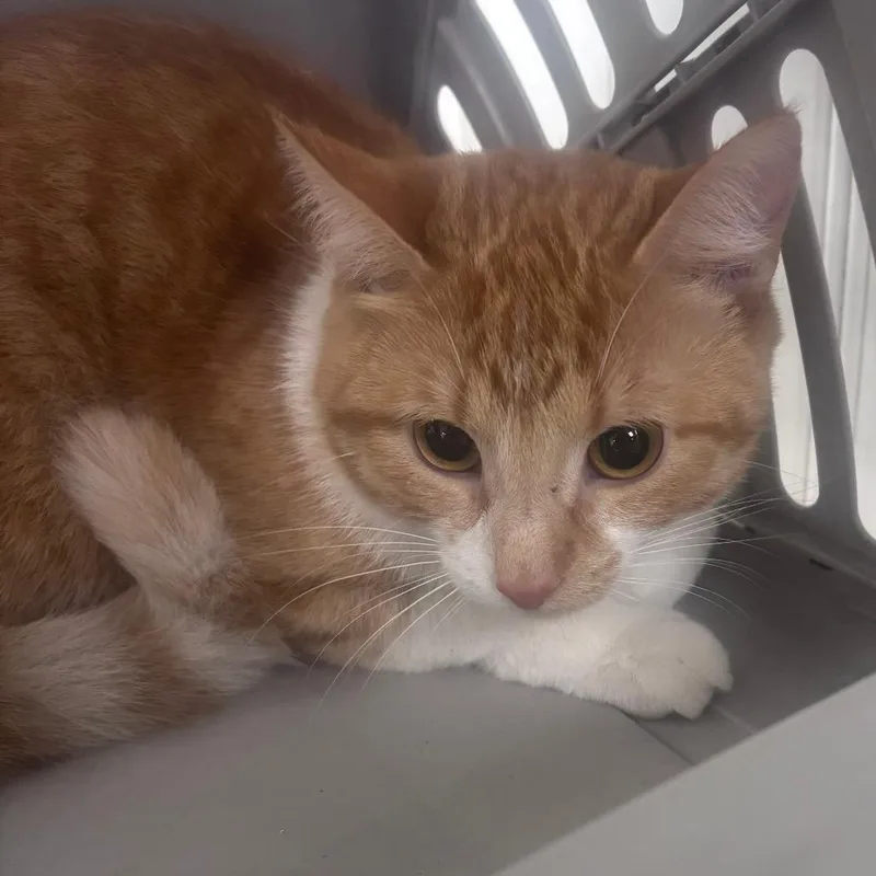 A young medium-sized female Domestic Short Hair cat named London for adoption in Indianapolis, IN