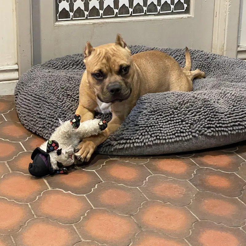 An adult medium-sized male Bulldog dog named Dutch for adoption in Lisbon, OH