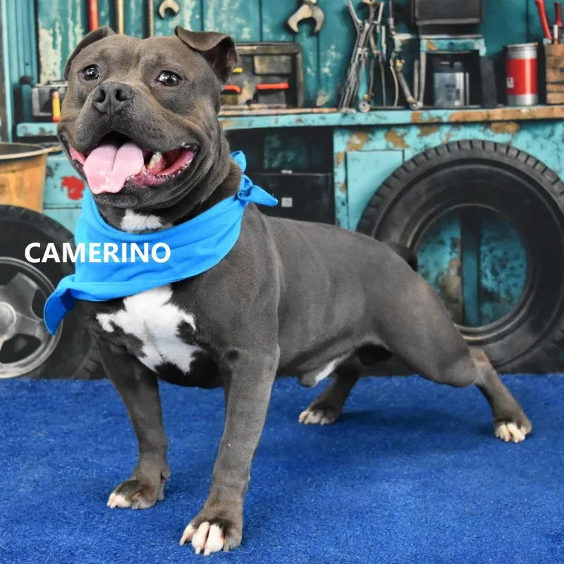 Camerino thumbnail 2
