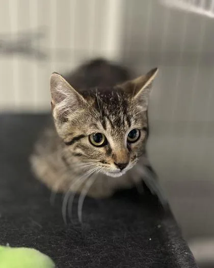 A young small-sized male Domestic Short Hair cat named John for adoption in Baton Rouge, LA