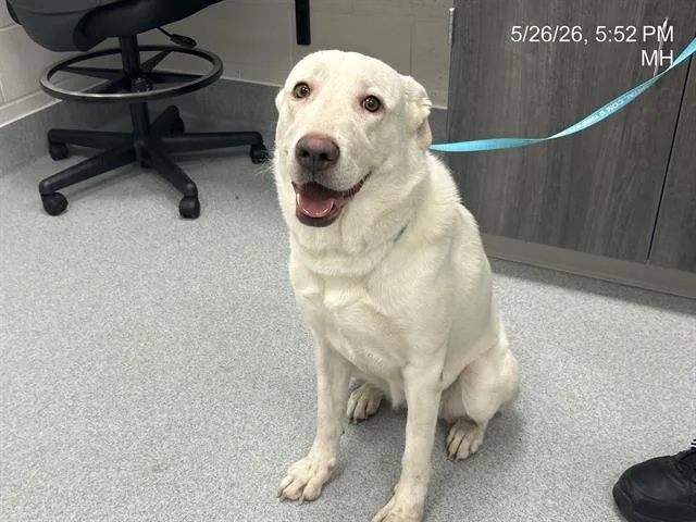 A young large-sized female Labrador Retriever dog named A for adoption in Ocala, FL