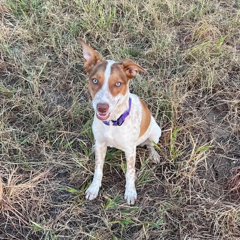 A young small-sized female Australian Cattle Dog / Blue Heeler dog named Sarah Lee for adoption in Sadler, TX