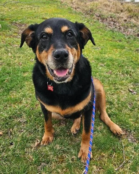 An adult medium-sized female Mixed Breed dog named Nala for adoption in Morgantown, WV
